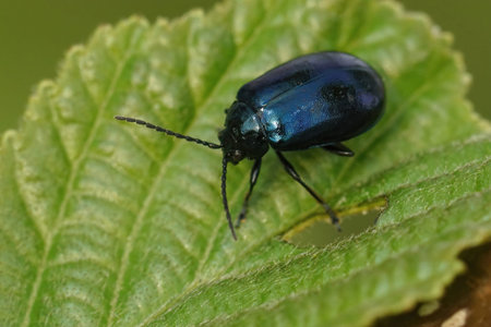 Closeup on the blue metallic alder leaf beetle, Agelastica alni sitting on it's host plant, Alnus...