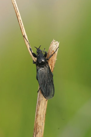 Vertical closeup on a black hawthorn fly, Bibio marci sitting on a twig