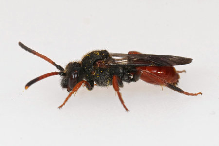 Closeup on a colorful red female Fabricious Nomada cuckoo bee, Nomada fabriaciana against a white...
