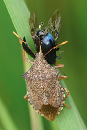 Vertical closeup on a brown dock leaf bug, Arama custos, feeding on a Alder beelte, Agelastica alni