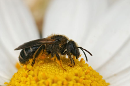 Closeup on a female Common furrow bee, Lasioglossum zonulum sitting on a yellow flower in the garden