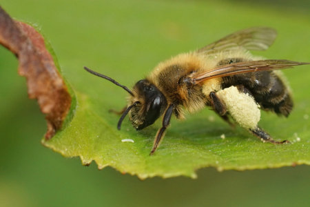 Closeup on the chocoloate mining bee , Andrena scotica, sitting on a green leaf loaded with...