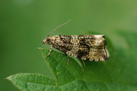 Closeup on the Common Marble moth, Celypha lacunana sitting on a green leaf in the garden