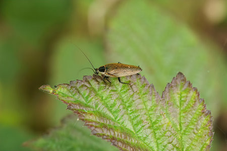 Natural closeup on an Ectobius sylvestris, Forest cockroach sitting on top of leafの写真素材