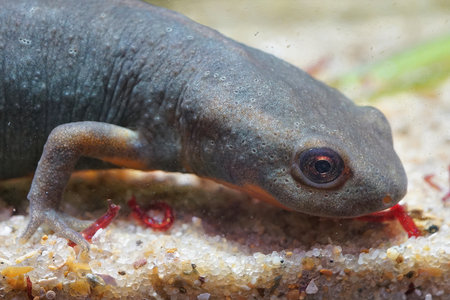 Closeup on a gray adult of the endangered Chinese endemic Fuding fire belly newt, Cynops fudingensisの写真素材
