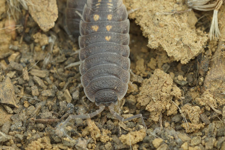 Detailed closeup shot of Porcellio ornatus woodlice at Lake Venuela, Andalusia in Spainの写真素材