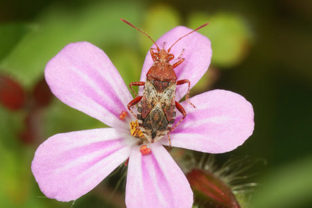 Closeup on a red colored adult scentless Rhopalid plant bug, Rhopalus subrufus in the garden