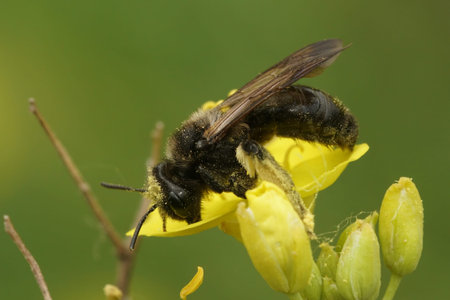 Natural closeup on the rare Scarce Black Mining Bee, Andrena nigrospina mining on a yellow flower...