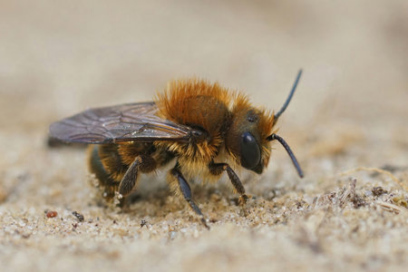 Closeup on a male closeup on the blue mason bee, Osmia caerulescens sitting on a stoneの写真素材