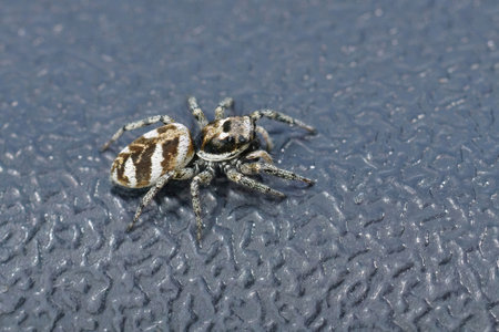 Detailed closeup on a zebra jumping spider, salticus scenicus on a plastic surfaceの写真素材