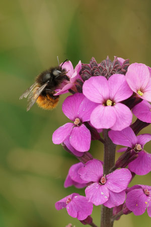 Closeup on a female European orchard mason bee, Osmia cornuta, sitting on a purple wallflower in the...
