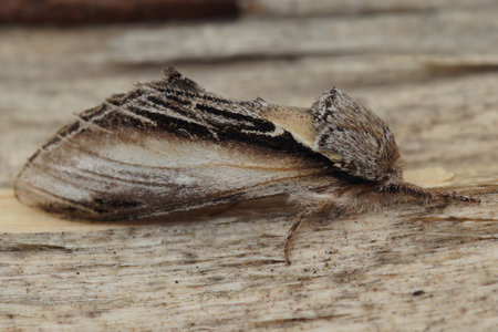 Natural closeup on the Swallow Prominent owlet moth, Pheosia tremula sitting on woodの写真素材