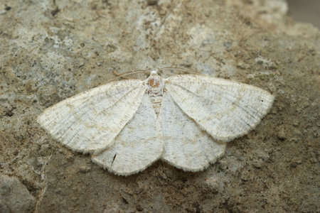 Detailed closeup on the Common wave geometer moth, Cabera exanthemata , with spread wingsの写真素材