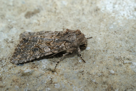 Detailed closeup on the nutmeg owlet moth, Anarta trifolii