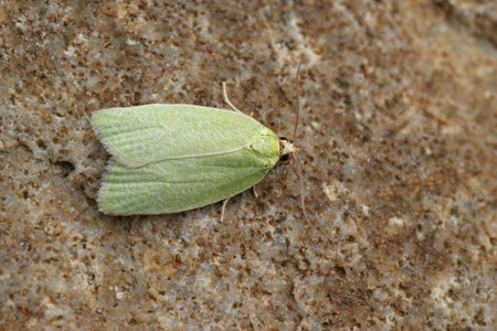 Detailed closeup on the small green tortrix oak moth, Tortrix viridana Tortrix viridana sitting on a...