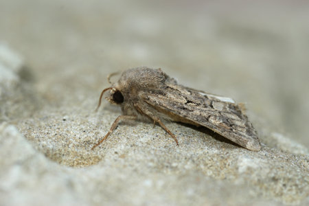 Closeup on flounced rustic owlet moth, Luperina testacea sitting on a stoneの写真素材