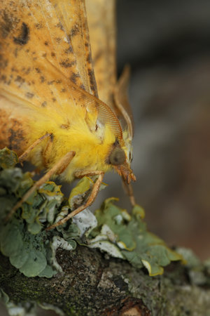 Detailed closeup on the yellow Canary-shouldered Thorn geometer moth, Ennomos alniariaの写真素材