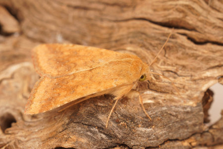Detailed closeup on the Mediterranean orange colored Cotton Bollworm moth, Helicoverpa armigera, sitting on woodの写真素材