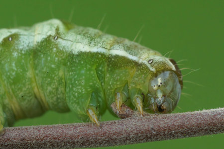 Natural closeup on the green caterpillar of the Dot moth, Melanchra persicariae, sitting on a twig...