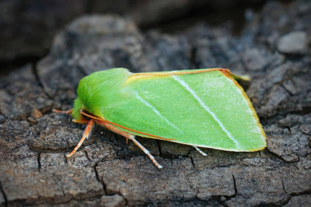 Detailed closeup of the colorful green silver lines moth, Pseudoips prasinana on a piece of woodの写真素材