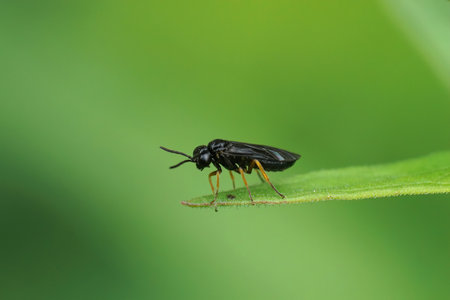 Natural closeup on a small black unrange legged sawfly, Nesoselandria morio, sitting on a leafの写真素材