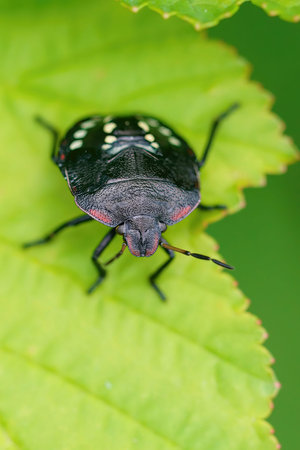 Natural closeup of a colorful green nymph of the Southern Green Stink Bug, Nezara virudula in the...