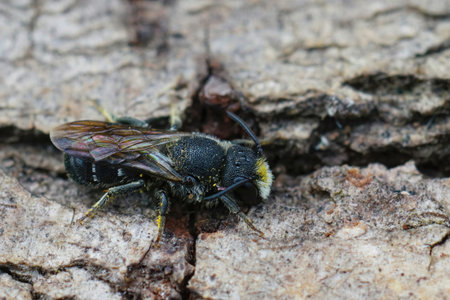 Natural closeup on a male large-headed resin bee , Heriades truncorum, sitting on wood in the garden