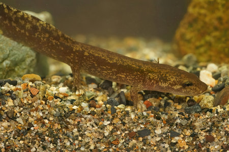 Detailed closeup shot of a small territorial larvae of the coastal giant salamander, Dicamptodon tenebrosus form Oregon, USAの写真素材