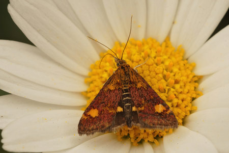 Closeup of the colorful diurnal minth moth, Pyrausta aurata on white flower of the daisy, Bellis perennisの写真素材