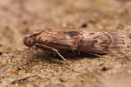Closeup on the small Dotted oak knot-horn moth Phycita roborella sitting on a piece of woodの写真素材