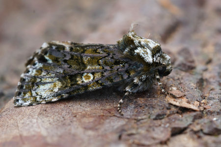 Closeup of the coronet owlet moth, Craniophora ligustri sitting on a piece of wood in the gardenの写真素材