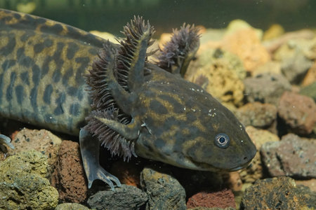 Closeup on an aquatic, critically endangered neotenic Mexican achoque salamander , Ambystoma andersoni which only ocurs in Zacapu Lagoon , Mexicoの写真素材