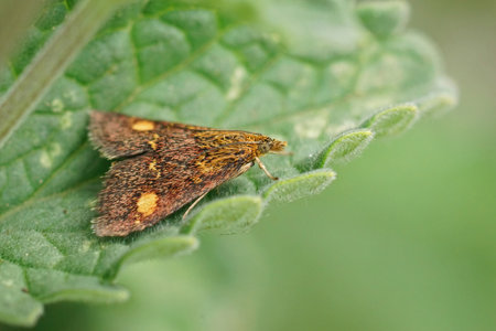 Closeup on a small colorful minth moth, Pyrausta aurata sitting on a green leaf of Nepeta cataria in the gardenの写真素材