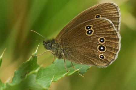 Natural closeup of the brown rignlet butterfly, Aphantopus hyperantus sitting in the vegetationの写真素材