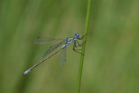 Natural closeup on a colorful blue and green spreadwing dragonfly, Lestes dryasの写真素材