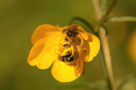 Natural closeup of a female Grey-patched Mining Bee. Andrena nitida on yellow buttercup, Ranunculus...