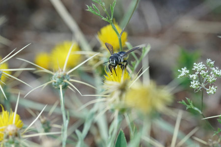 Closeup on a female Mediterranean woodboring bee, Lithurgus chrysurus on a yellow Centaurea solstitialis flowerの写真素材