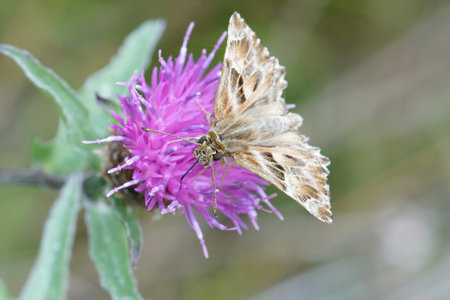 Detailed closeup on mallow skipper butterfly, Carcharodus alceae, sitting on a purple knapweed flowerの写真素材