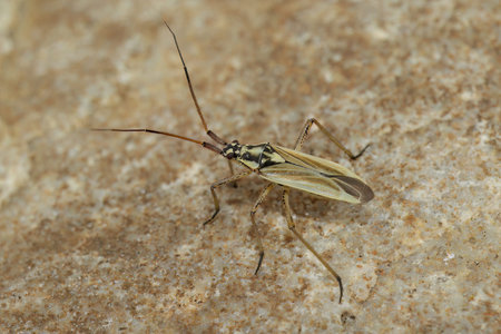 Detailed closeup on an adult Grass Meadow Plant Bug, Leptopterna dolabrata, sitting on stone