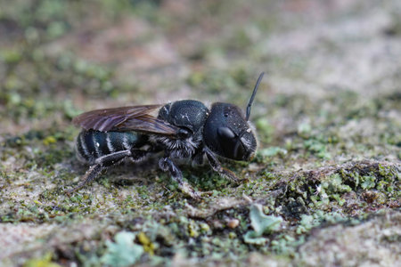 Closeup on a small dark female Bule mason bee, Osmia caerulescens sitting on woodの写真素材