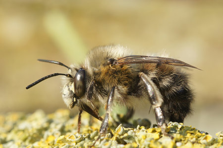 Detailed closeup on a hairy male hairy-footed flower bee, Anthophora plumipes sitting on woodの写真素材