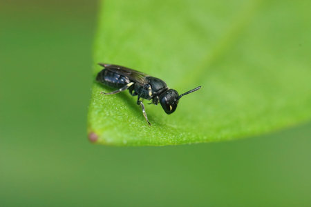 Closeup on a small black female Common Yellow-face Bee , Hylaeus communis, sitting on a green leaf...