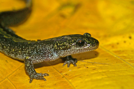 Closeup on a colorful Pacific Westcoast green longtoed salamander, Ambystoma macrodactylum on a yellow leafの写真素材