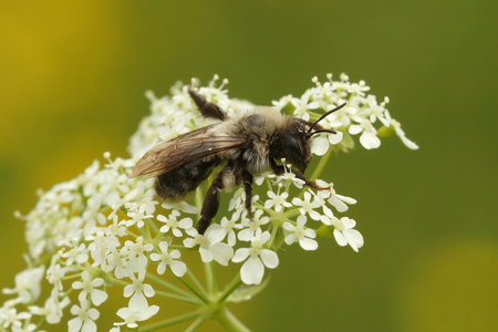 Closeup on a furre white female Grey-backed mining bee, Andrena vaga, sitting on top of a flower against a green backgroundの写真素材