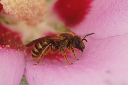 Colorful closeup on a Mediterranean female great banded furriow bee, sitting inside a pink flower
