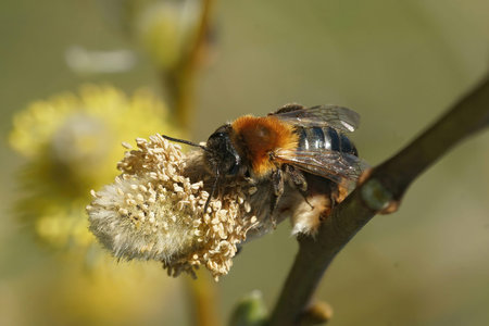 Natural closeup on a female Grey-patched, mining bee, Andrena nitida on a male Goat willow shrub