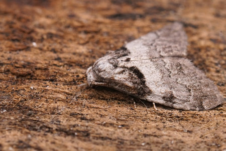 Detailed closeup on the Short-cloaked Moth, Nola cucullatella sitting on woodの写真素材