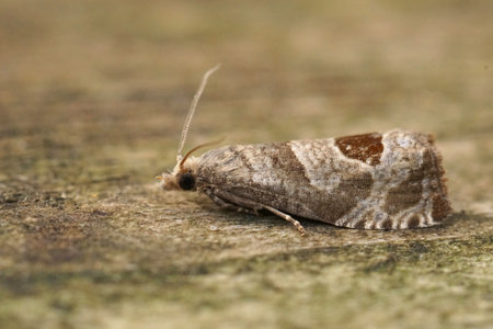 Detailed closeup on the small the bramble shoot moth, Notocelia uddmanniana sitting on woodの写真素材