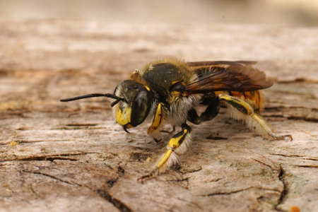 Detailed closeup on a colorful male yellow European woodcarder bee, Anthidium manicatum