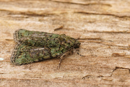 Detailed closeup on a mediterranean Tree-lichen Beauty moth, Cryphia algae sitting on woodの写真素材
